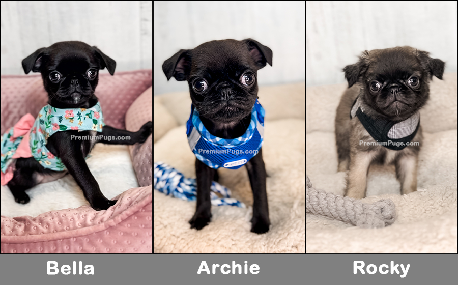 Fluffy pug best sale puppies