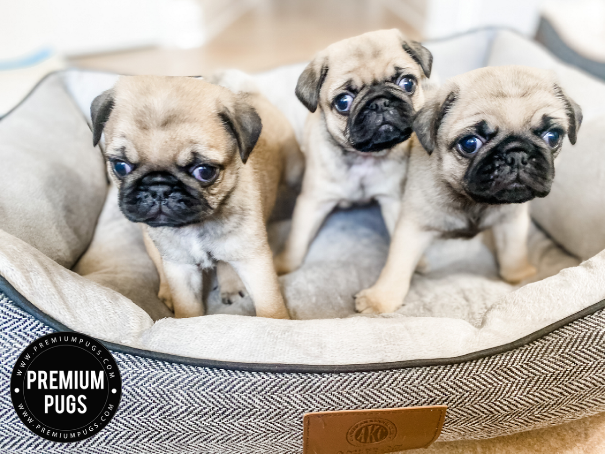 Our Puppies » Premium Pugs